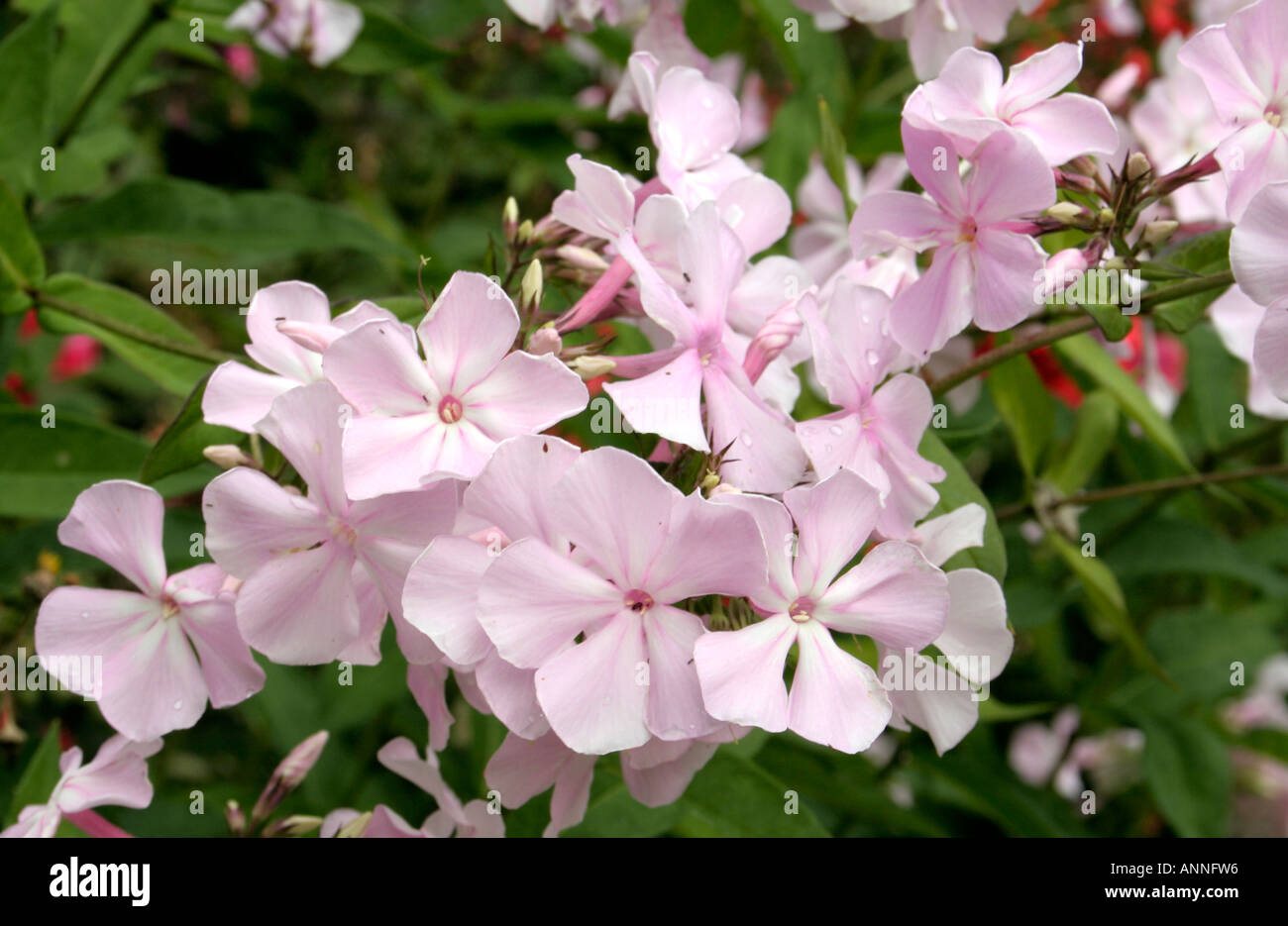 Phlox paniculata Utopia is a tall late flowering form which is in full flower towards the end of summer Stock Photo