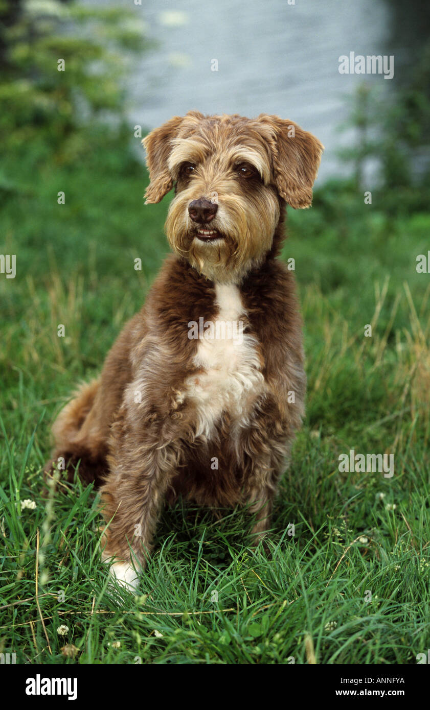 Underbred hires stock photography and images Alamy