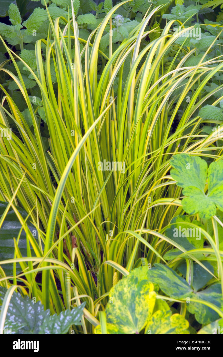 Acorus gramineus 'Ogon' Golden Variegated Japanese Sweet Flag Sweetflag dwarf ornamental grasses groundcovers ground covers Stock Photo