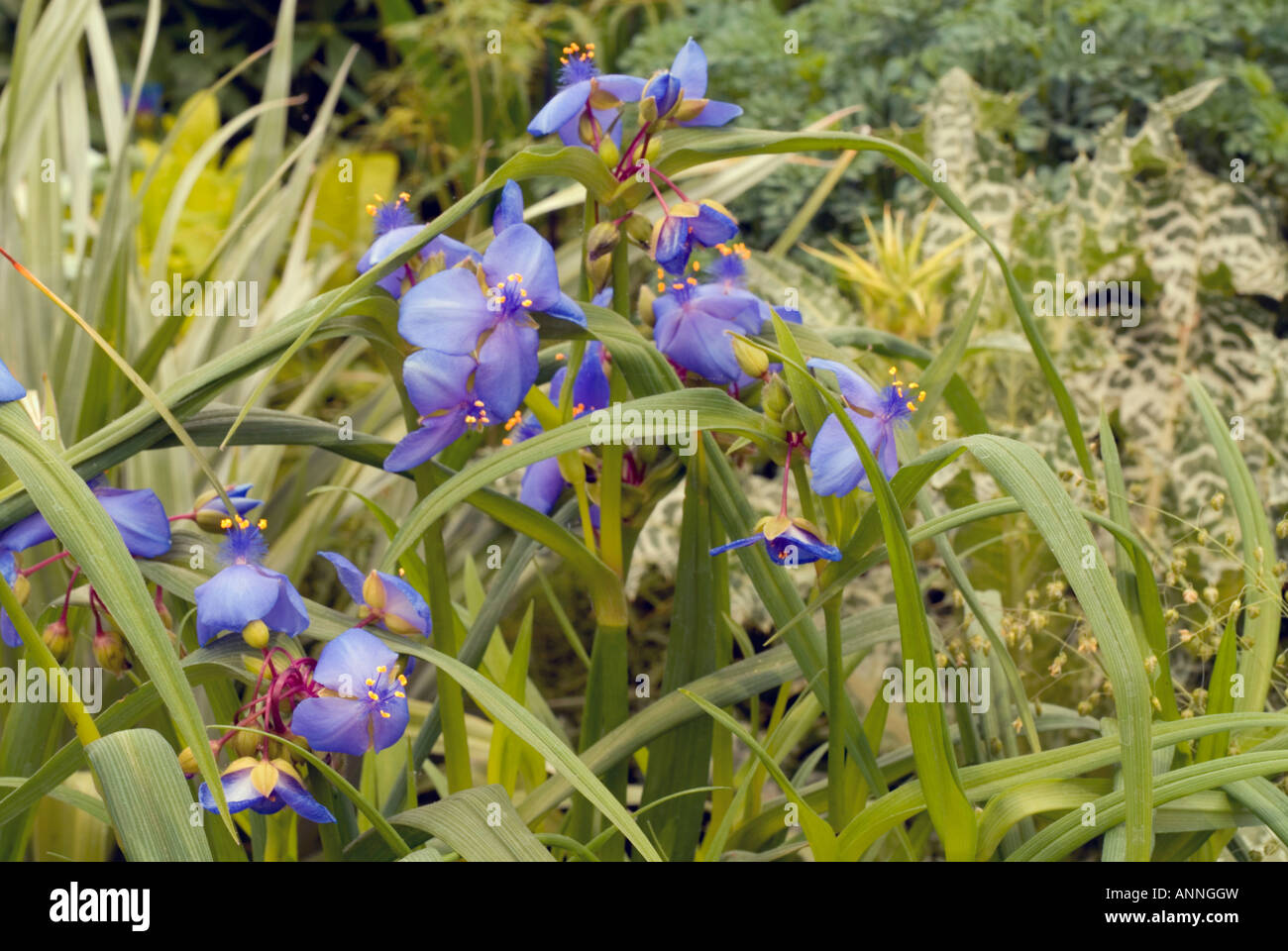 Tradescantia 'Zwanenburg Blue' Spiderwort (Andersoniana Group) in blue bloom flowers shows perennial plant growing in garden Stock Photo