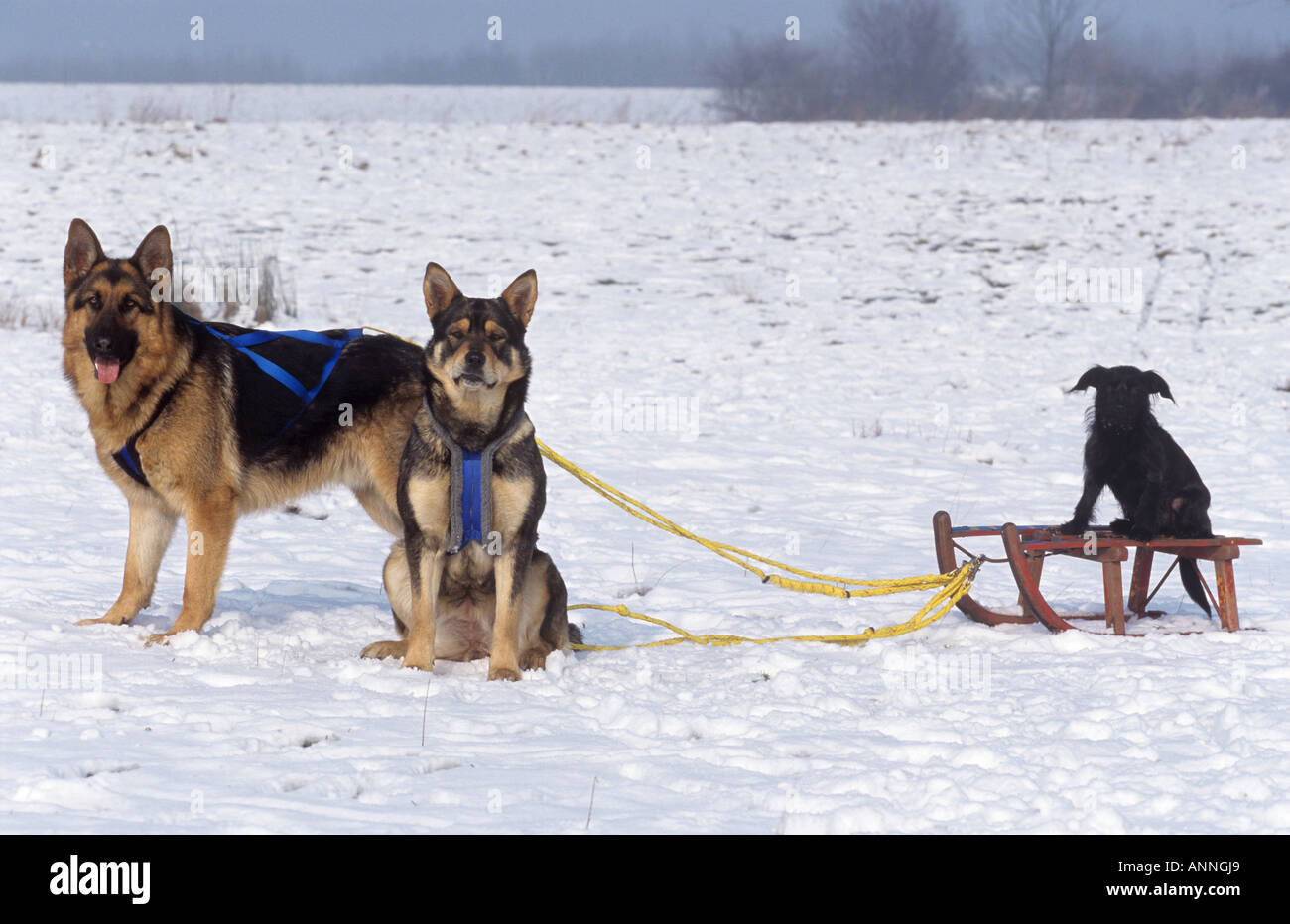 three dogs in snow - on sitting on sled Stock Photo - Alamy
