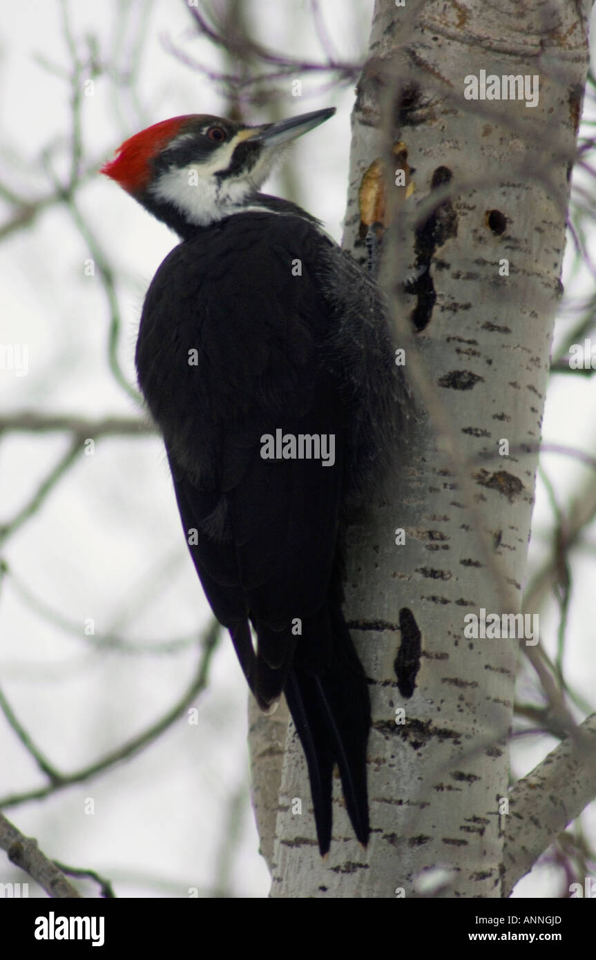 Pileated woodpecker Dryocopus pileatus Pecking at hole in winter aspen tree Ontario, Stock Photo