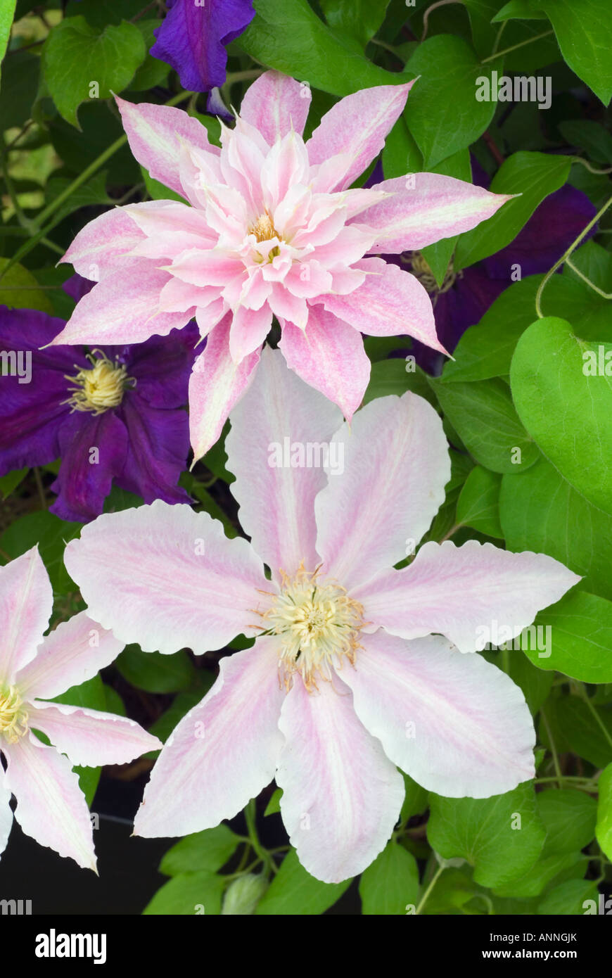 Clematis 'Prinsesse Alexandra' semi-double pink & white striped flowers and yellow stamens new variety closeup of two flowers Stock Photo