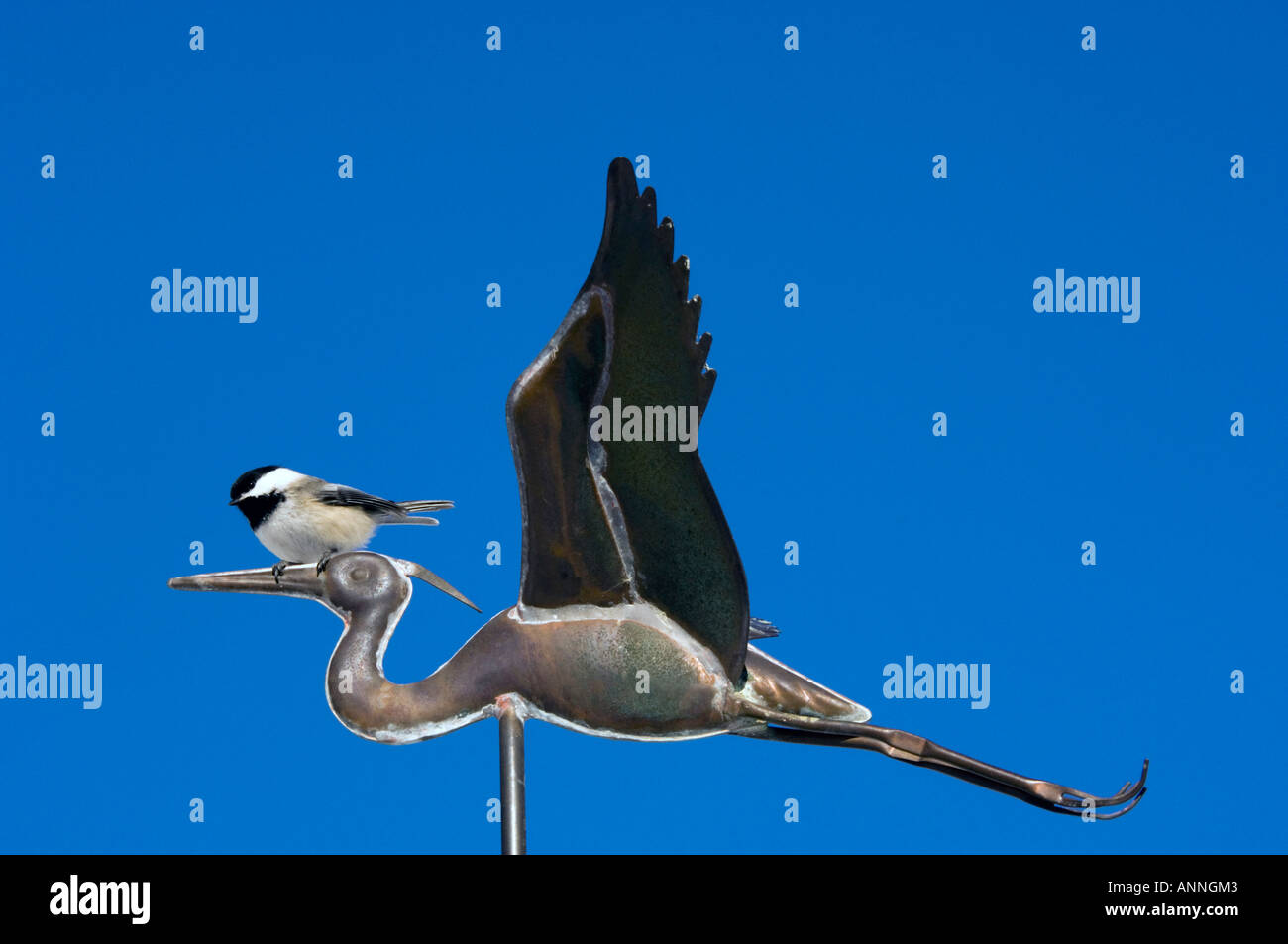 Black capped chickadee Poecile atricapillus Perched on copper blue heron weathervane Ontario, Stock Photo