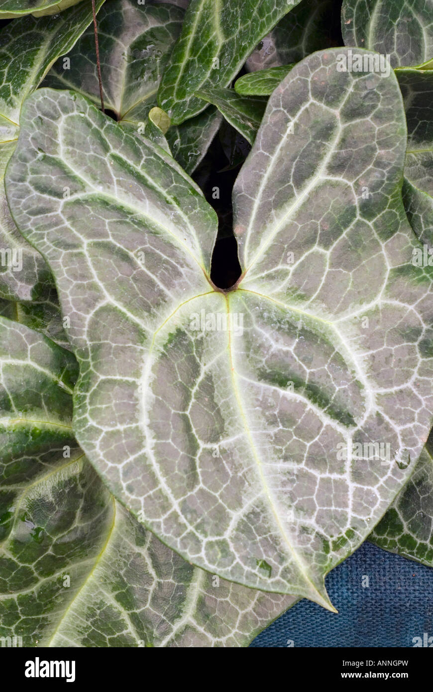 Asarum maximum (Chinese Wild Ginger, Panda Faced Ginger) closeup of veins in leaf leaves, a rare woodland species from China Stock Photo