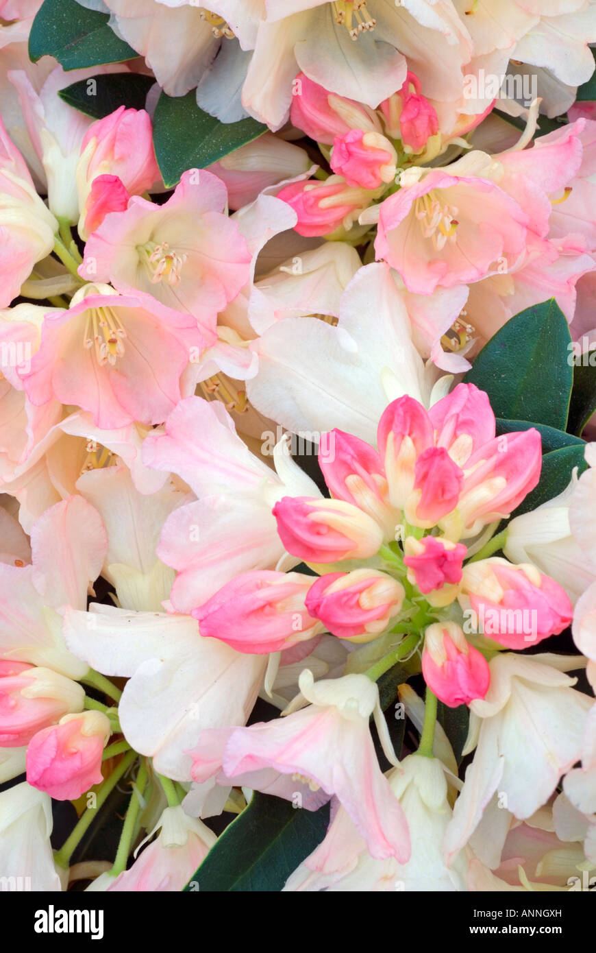 Rhododendron 'Dreamland' Yakusima hybrid x buds & flowers closeup close up pinks portrait ID shrub blooming in spring. calendar image, backgrounds Stock Photo