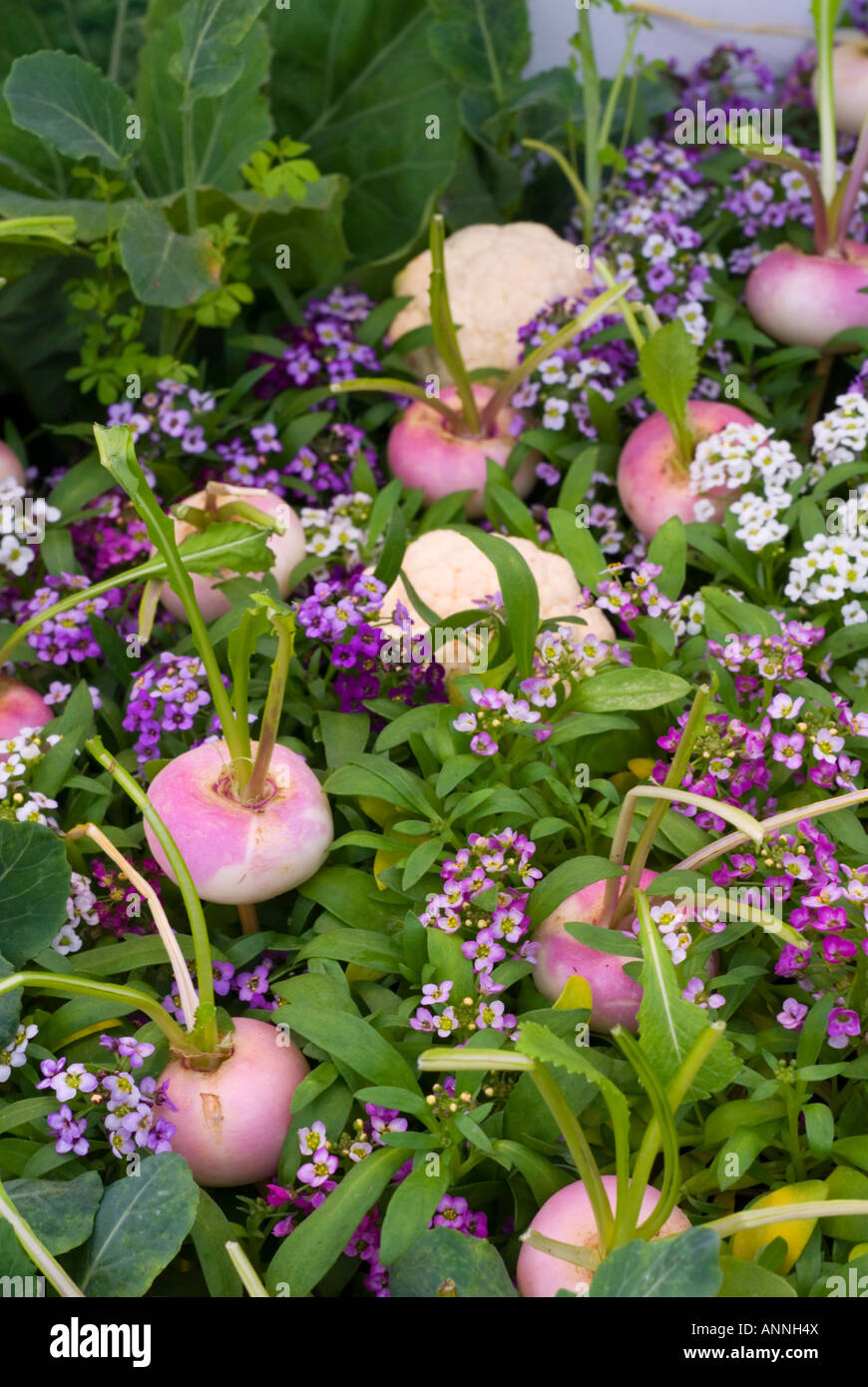Turnips growing with flowers in garden; vegetables grows with flowering plants (Sweet Alyssum / Lobularia) Stock Photo