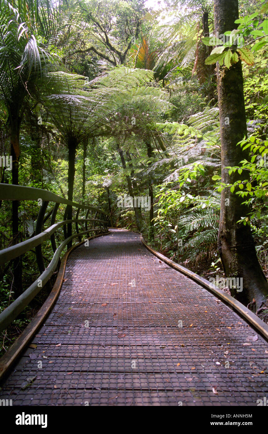 Puketi Forest boardwalk, Northland, North Island, New Zealand Stock Photo