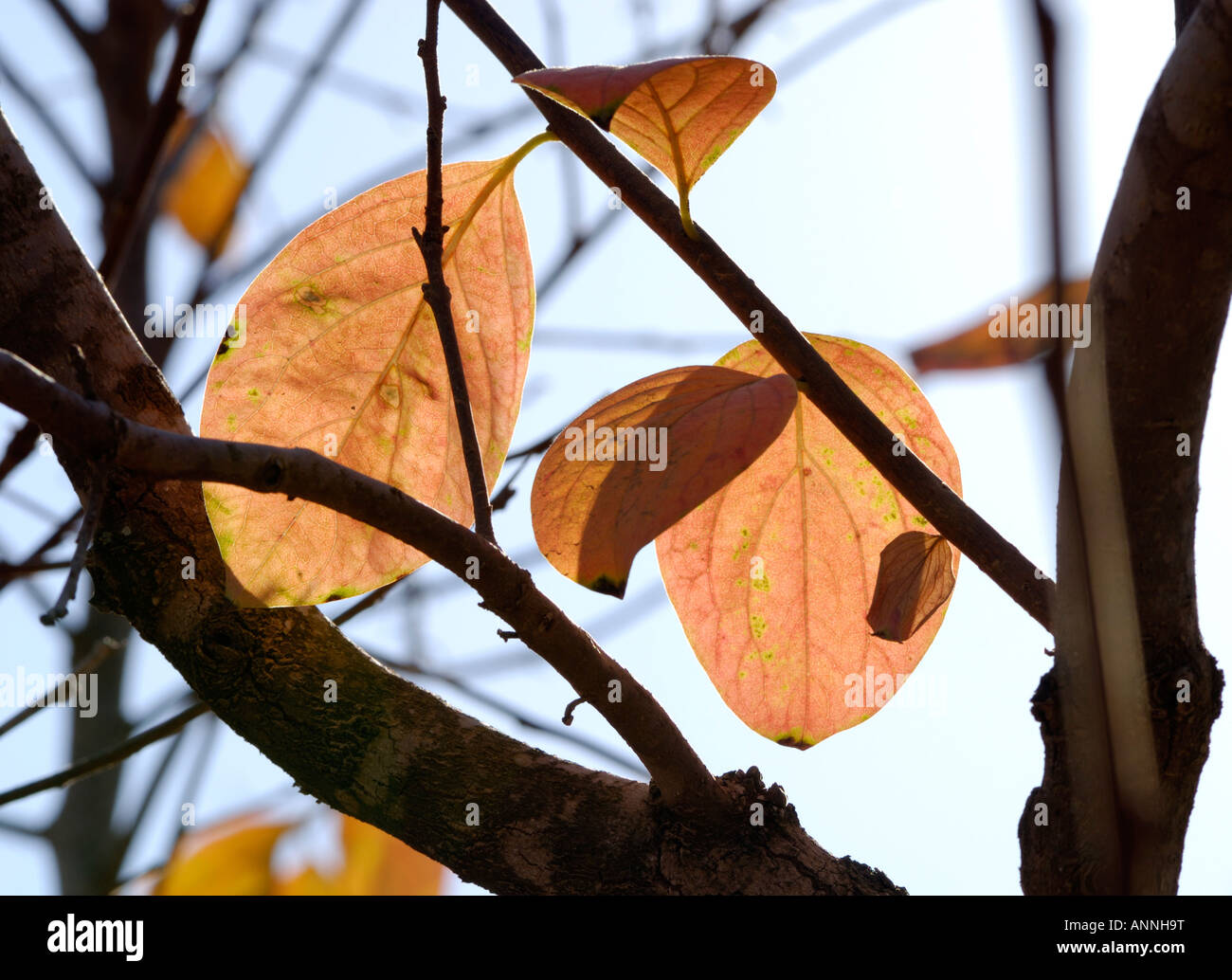 Israel Persimmon trees in a plantation close up of the leaves Winter December 2007 Stock Photo