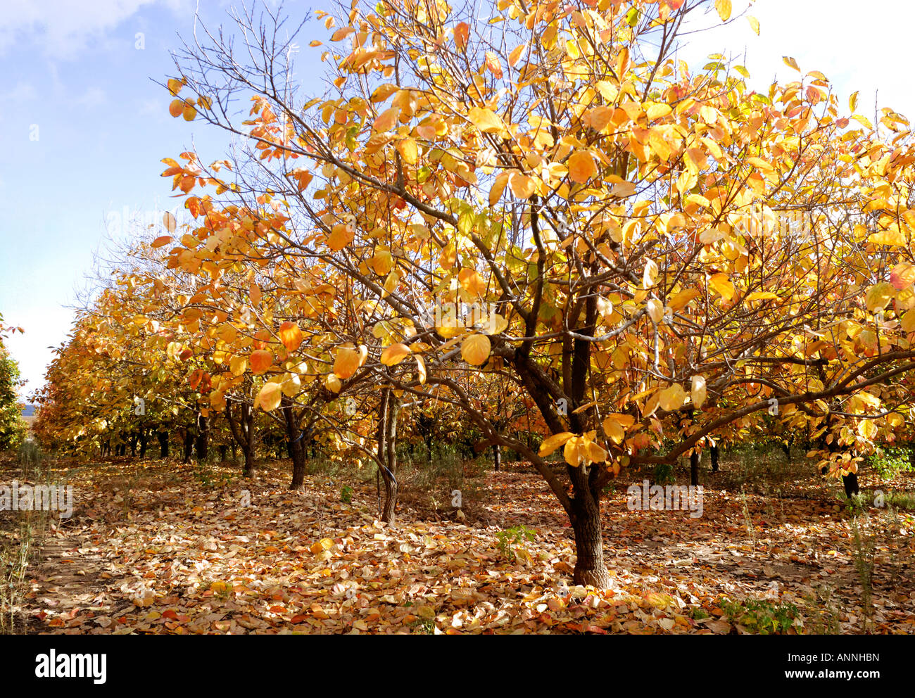 Israel Persimmon trees in a plantation Winter December 2007 Stock Photo