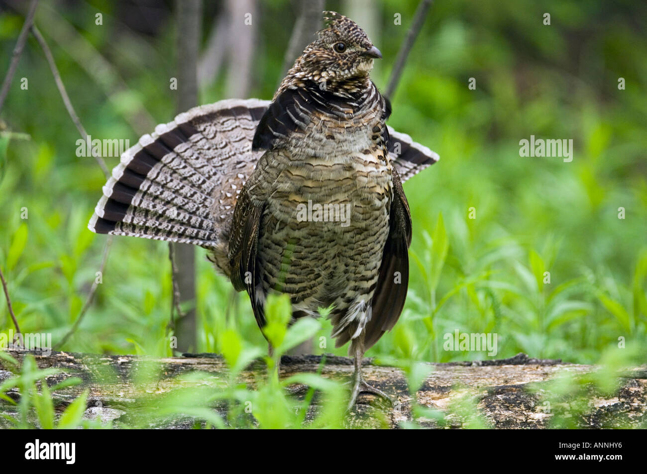 Ruffed grouse Bonassa umbellus Male on log exhibiting drumming