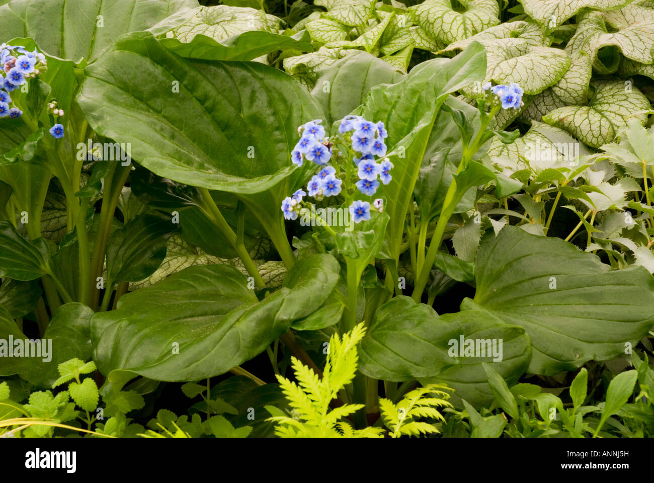 Blue flowers of Myosotidium hortensia (Chatham Islands forget-me-not) growing with veined leaves Stock Photo