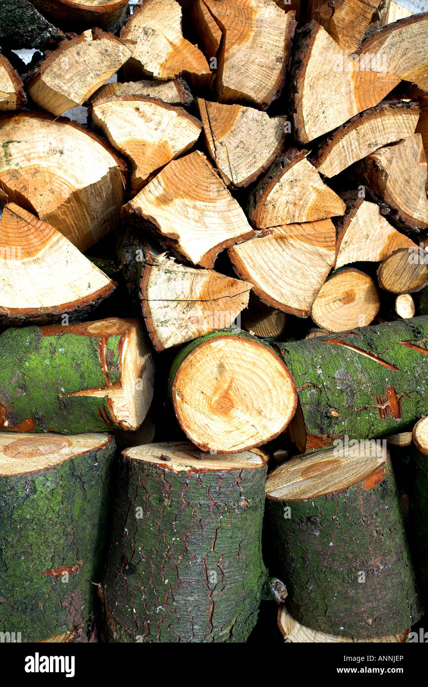 Pile of logs. Stock Photo
