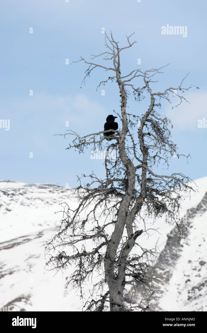 Common raven Corvus corax Icefields Parkway Banff National Park Alberta