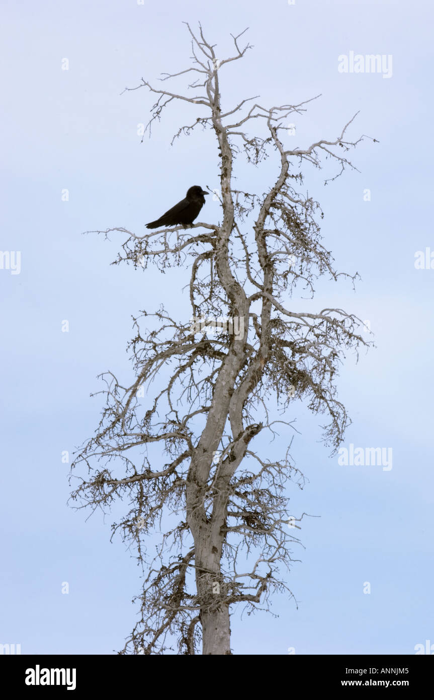 Common raven Corvus corax Icefields Parkway Banff National Park Alberta