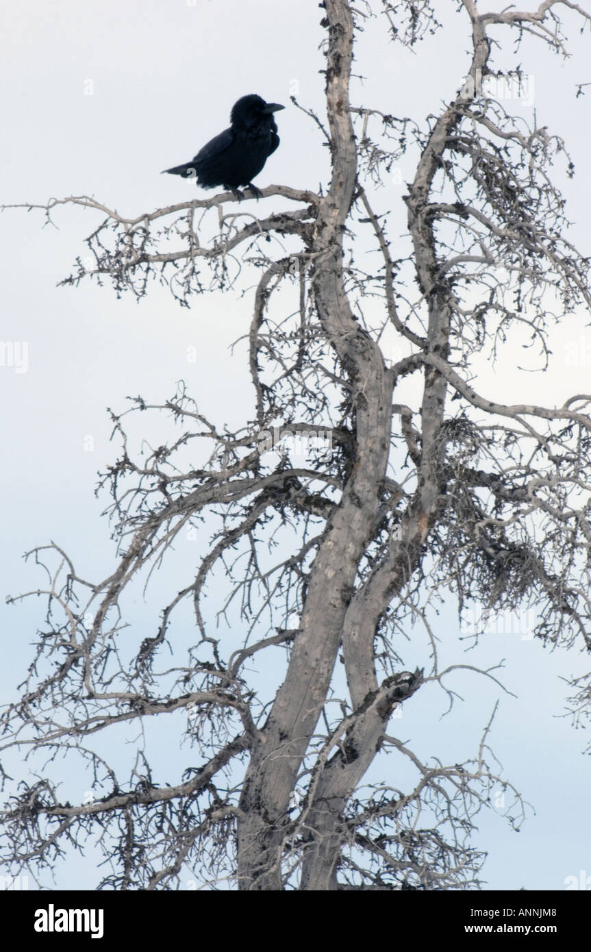 Common raven Corvus corax Icefields Parkway Banff National Park Alberta