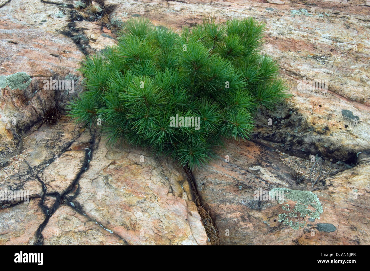 White pine (Pinus strobus) seedling in cracks of lichen coated granite Killarney Provincial Park, Ontario, Canada Stock Photo