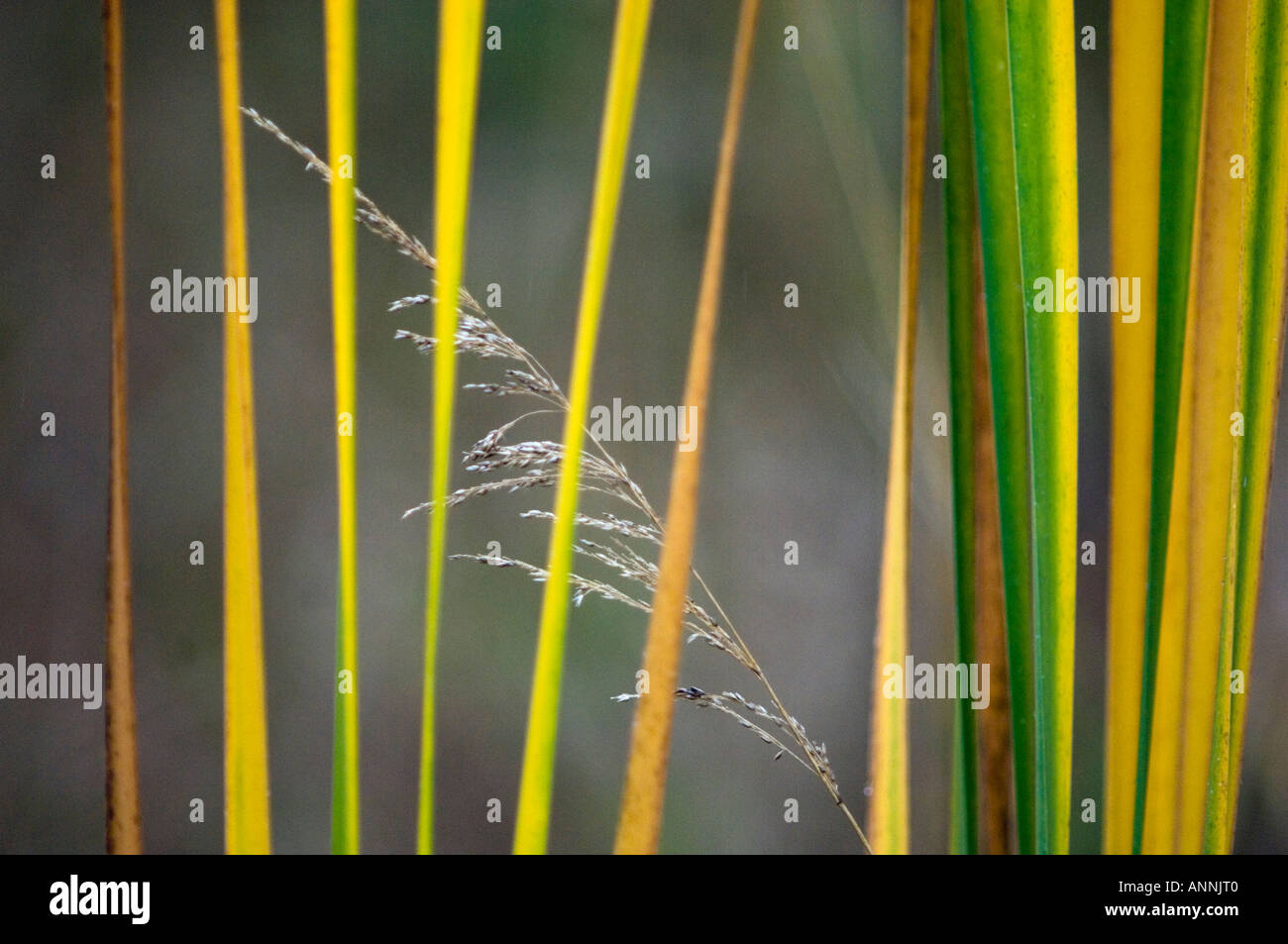 Cattail (Typha spp) Autumn leaves with grass seed head Whitefish, Greater Sudbury, Ontario, Canada Stock Photo