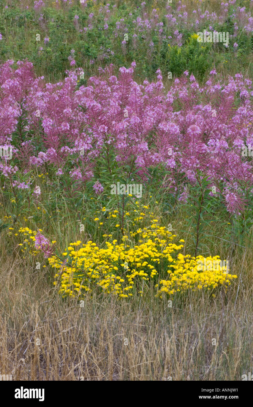 Fireweed colony (Epilobium/Chamerion angustifoloium) and birdsfoot trefoil (Lotus corniculatus) Coniston, Greater Sudbury, Ontario, Canada Stock Photo