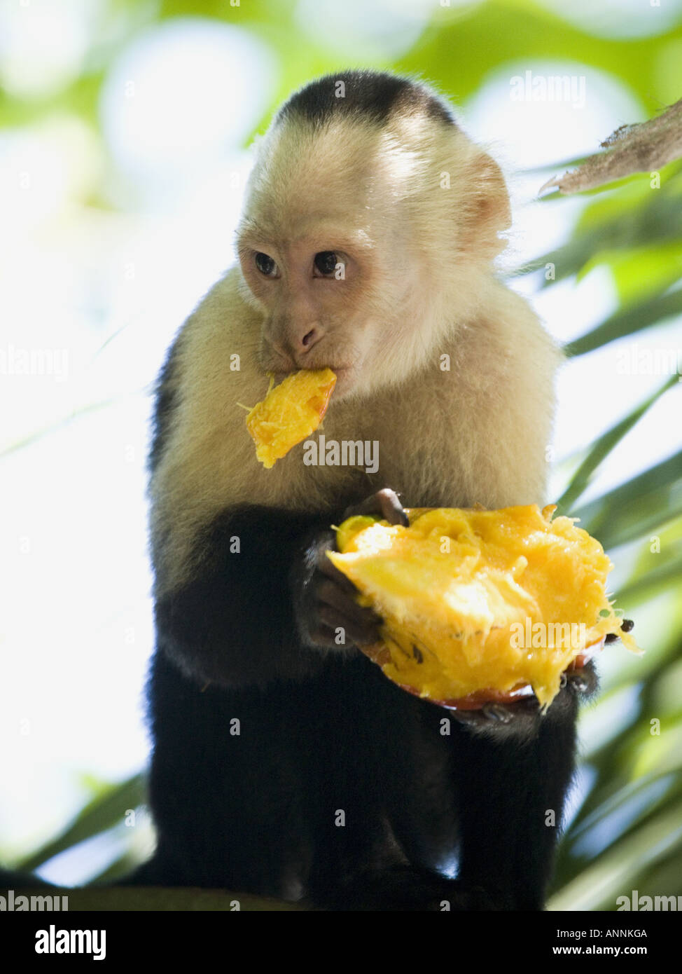 Macaco Do Capuchin (capucinus De Cebus) Foto de Stock - Imagem de costela,  grito: 58367368