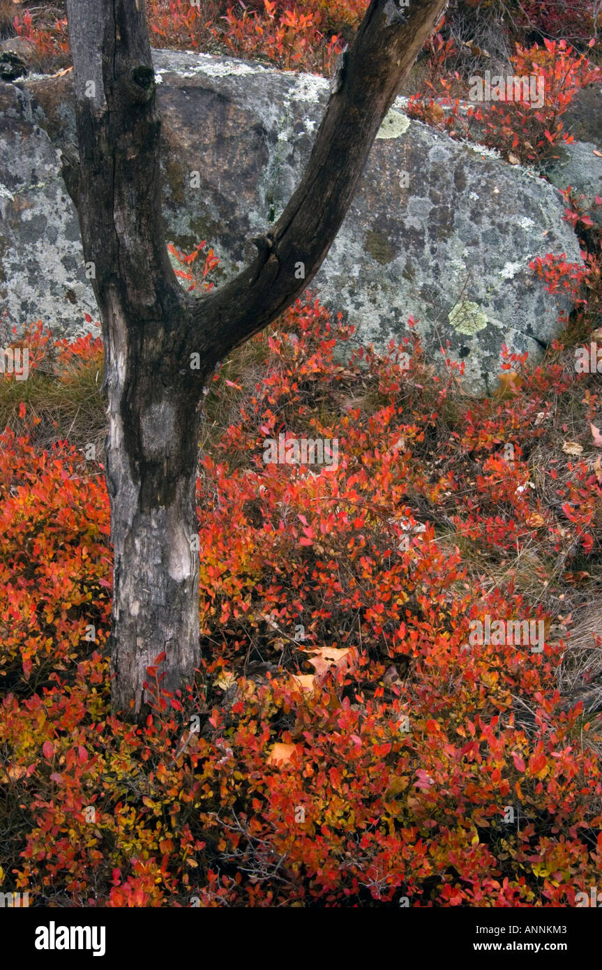 Lowbush blueberry (Vaccinium angustifolium) Autumn shrub with deadwood