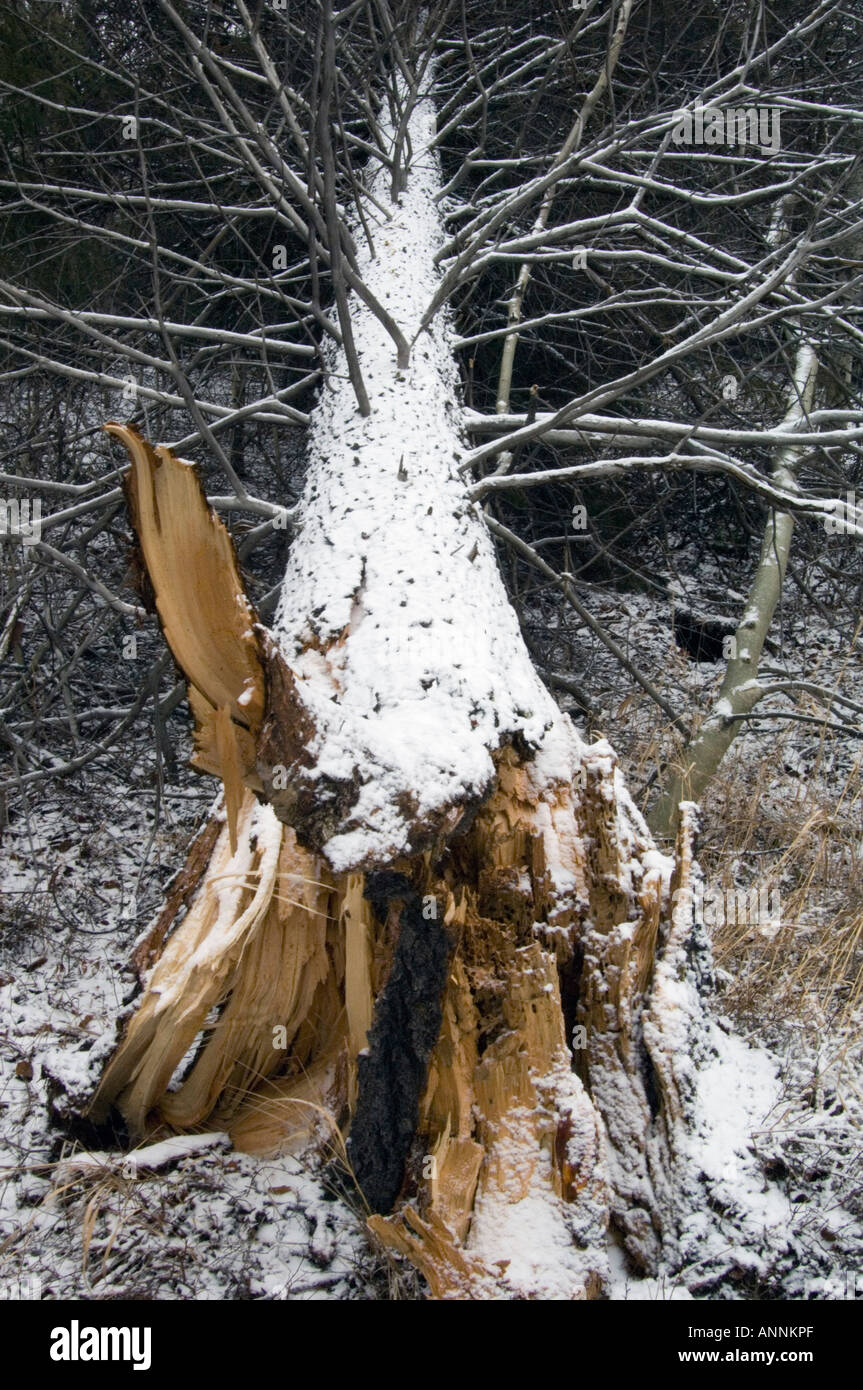 White spruce (Picea glauca) Windfall with fresh snow, Greater Sudbury, Ontario, Canada Stock Photo