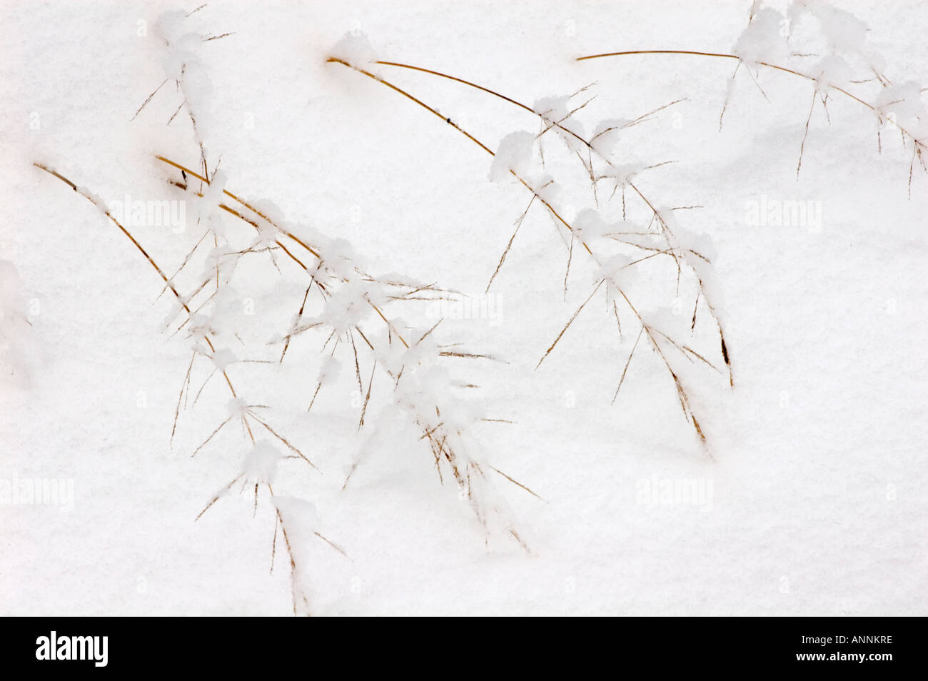 Winter grasses Fresh snow on red top grass, Greater Sudbury, Ontario, Canada Stock Photo