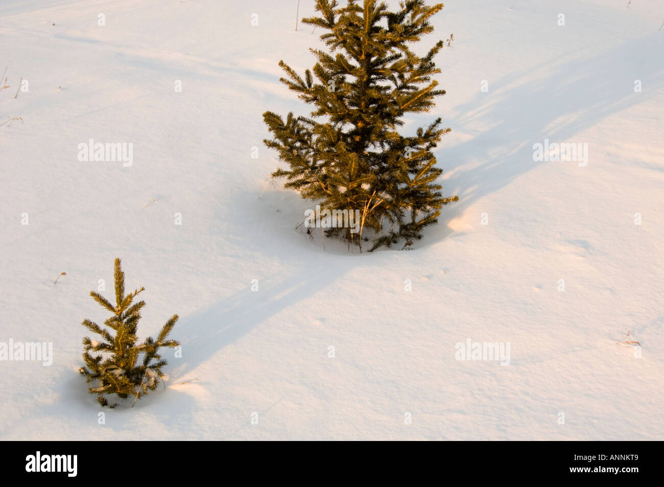 White spruce (Picea glauca) Young trees and winter shadows, Greater Sudbury, Ontario, Canada Stock Photo