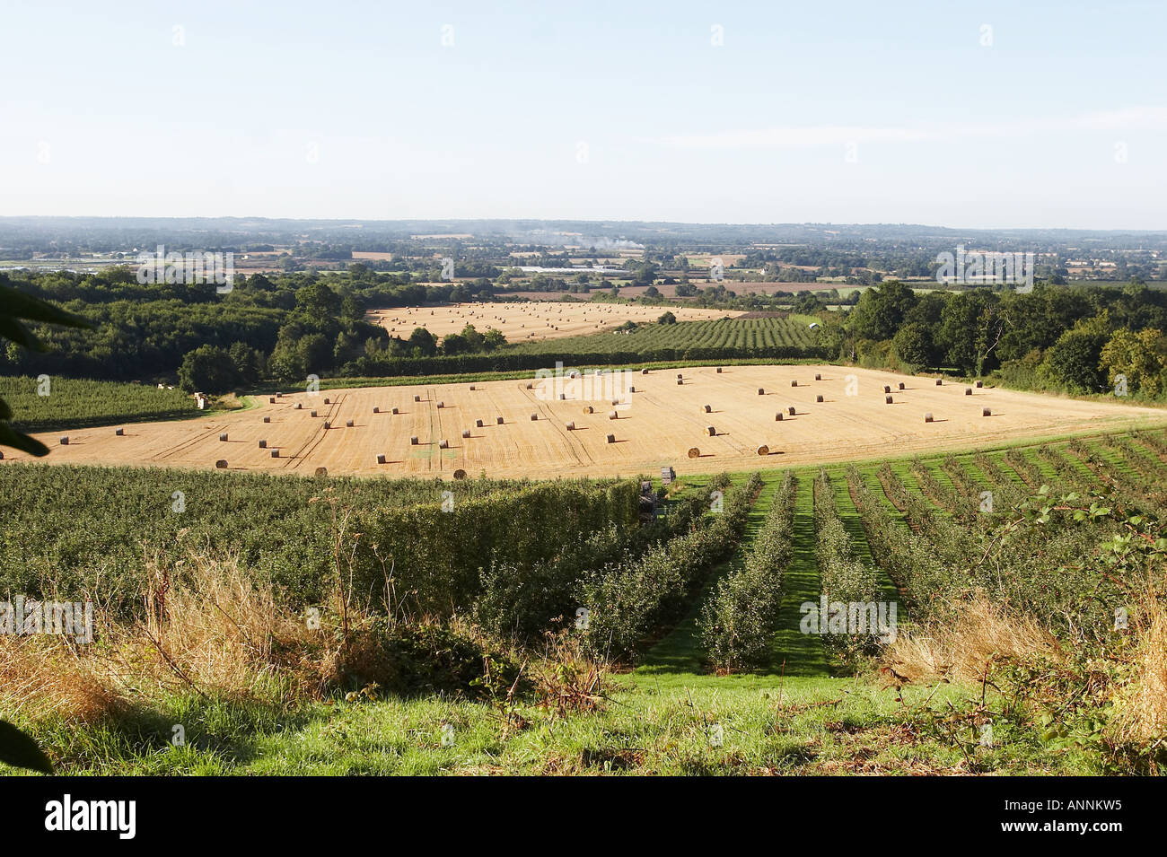Kentish view of the synergy of the kent fruit orchards with tradtional