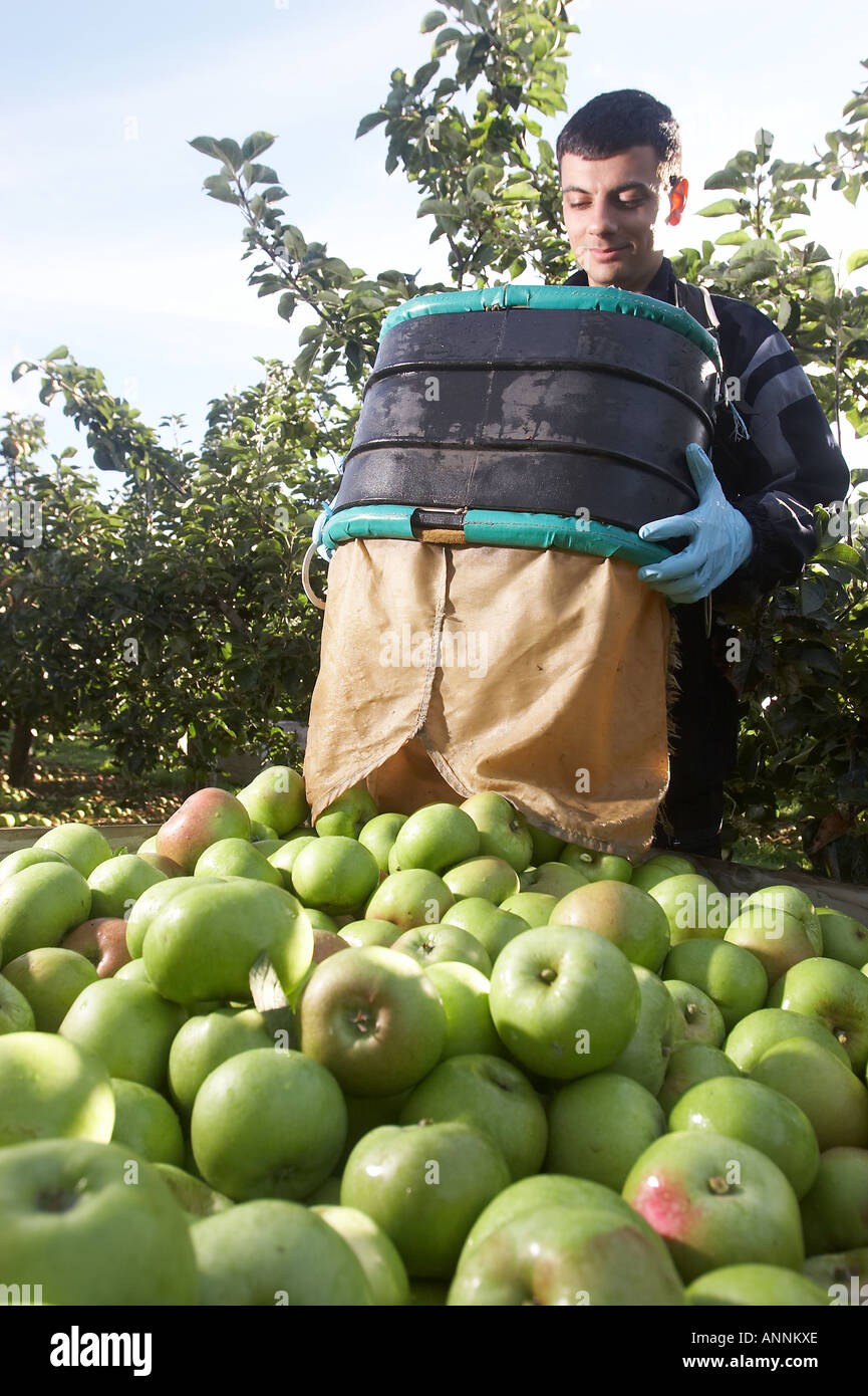 Bramley apples being loaded into a crate after being picked Stock Photo