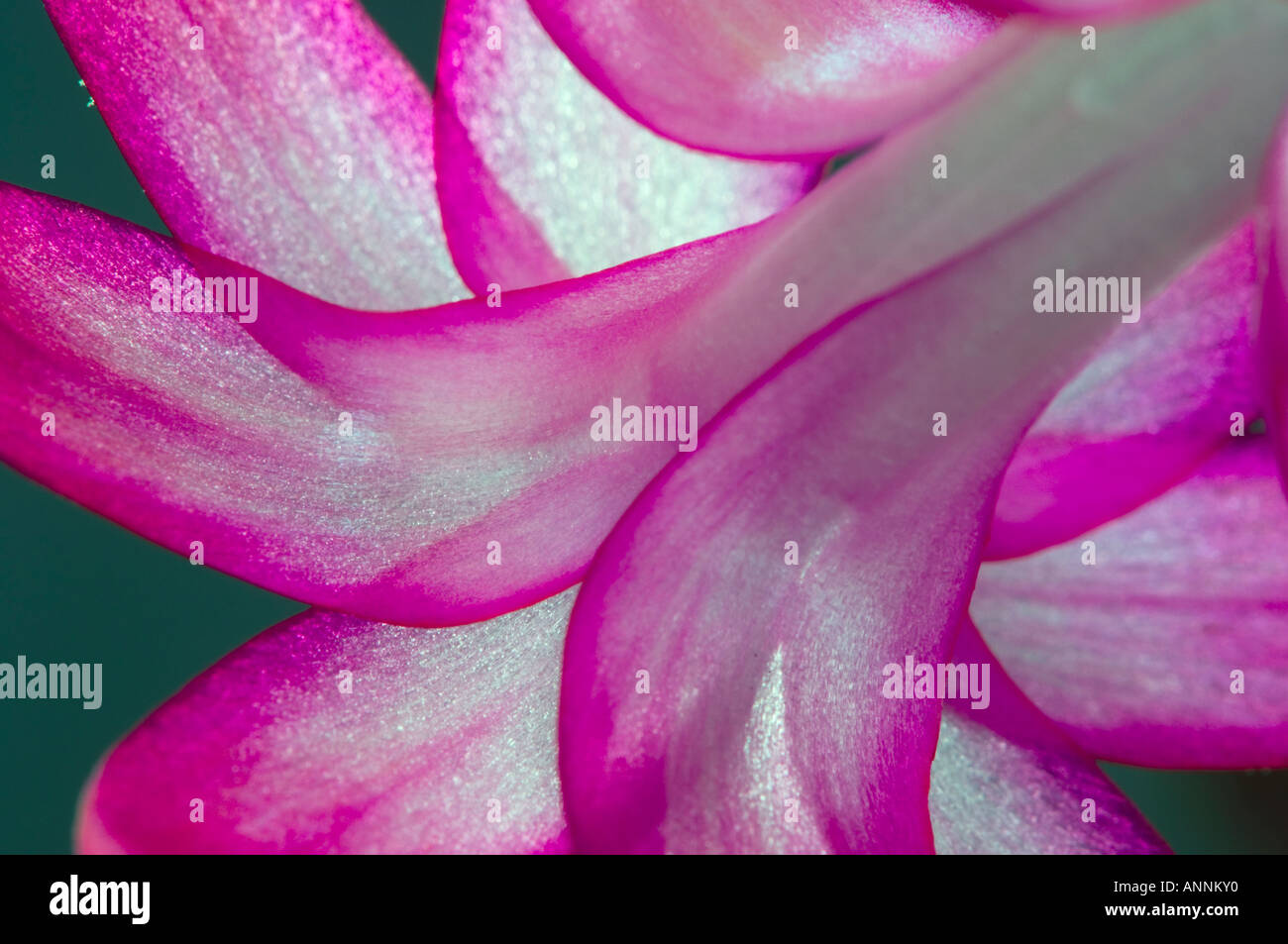 Christmas cactus detail of flower petals, Greater Sudbury, Ontario, Canada Stock Photo