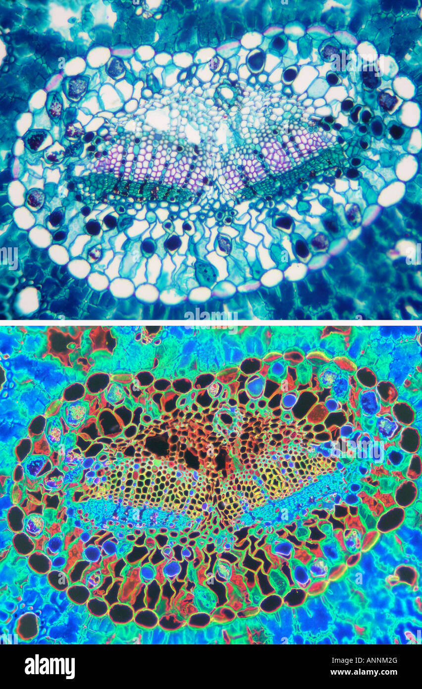 Pine needle cross section hires stock photography and images Alamy