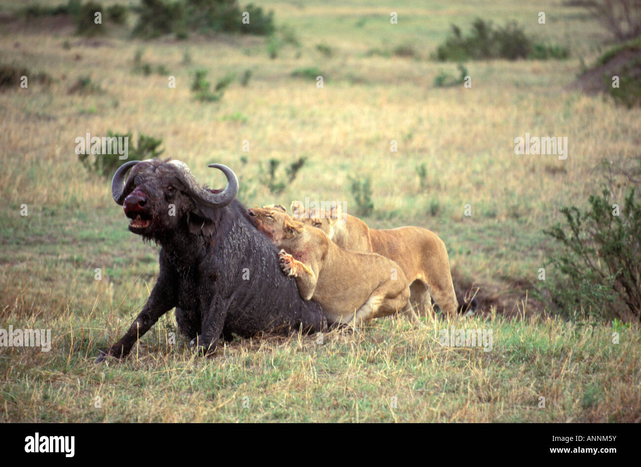 Two adult African female Lions attacking an adult bull Cape Buffalo in the Masai Mara Reserve Kenya Stock Photo
