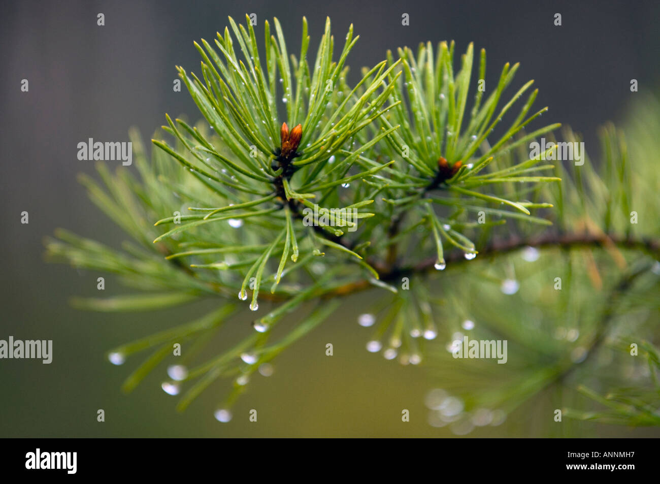 Jack pine (Pinus banksiana) Raindrops on needles, Greater Sudbury, Ontario, Canada Stock Photo