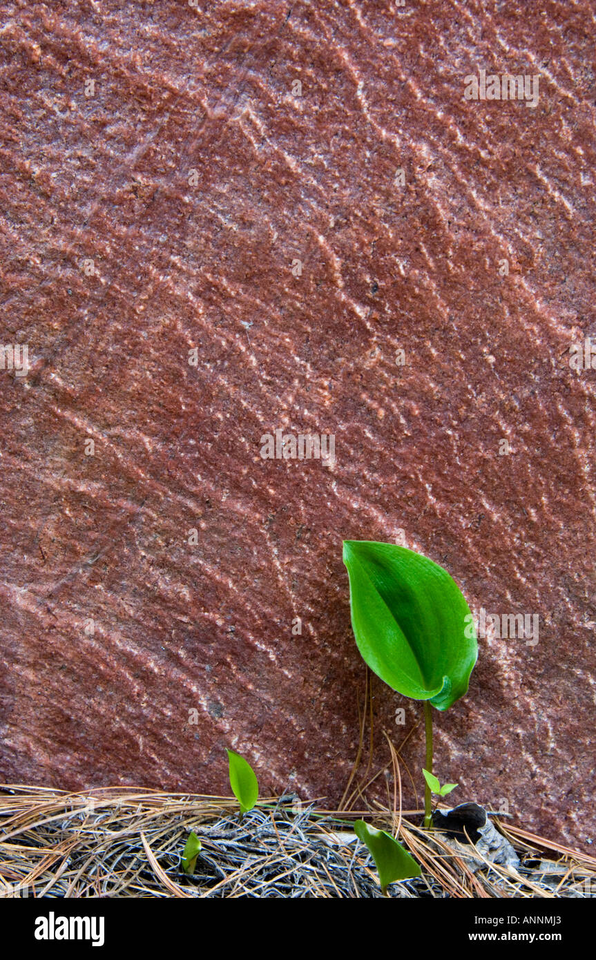 Canada mayflower (Maianthemum canadense) Emerging leaf at base of granite outcrop Killarney, Ontario, Canada Stock Photo