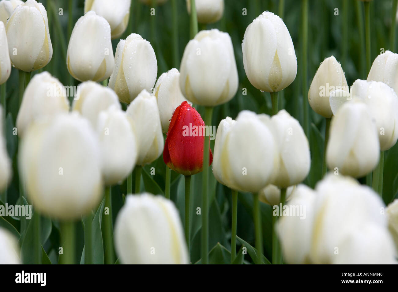Tulip cultivar White Dream Commissioner's Park, Dow's Lake Ottawa