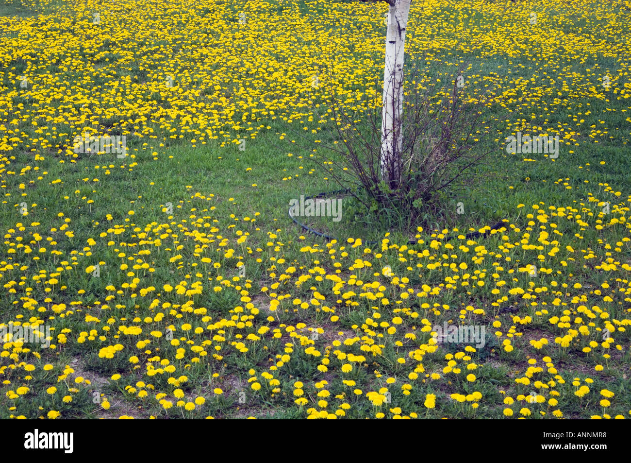 Dowling Stock Photos & Dowling Stock Images Alamy