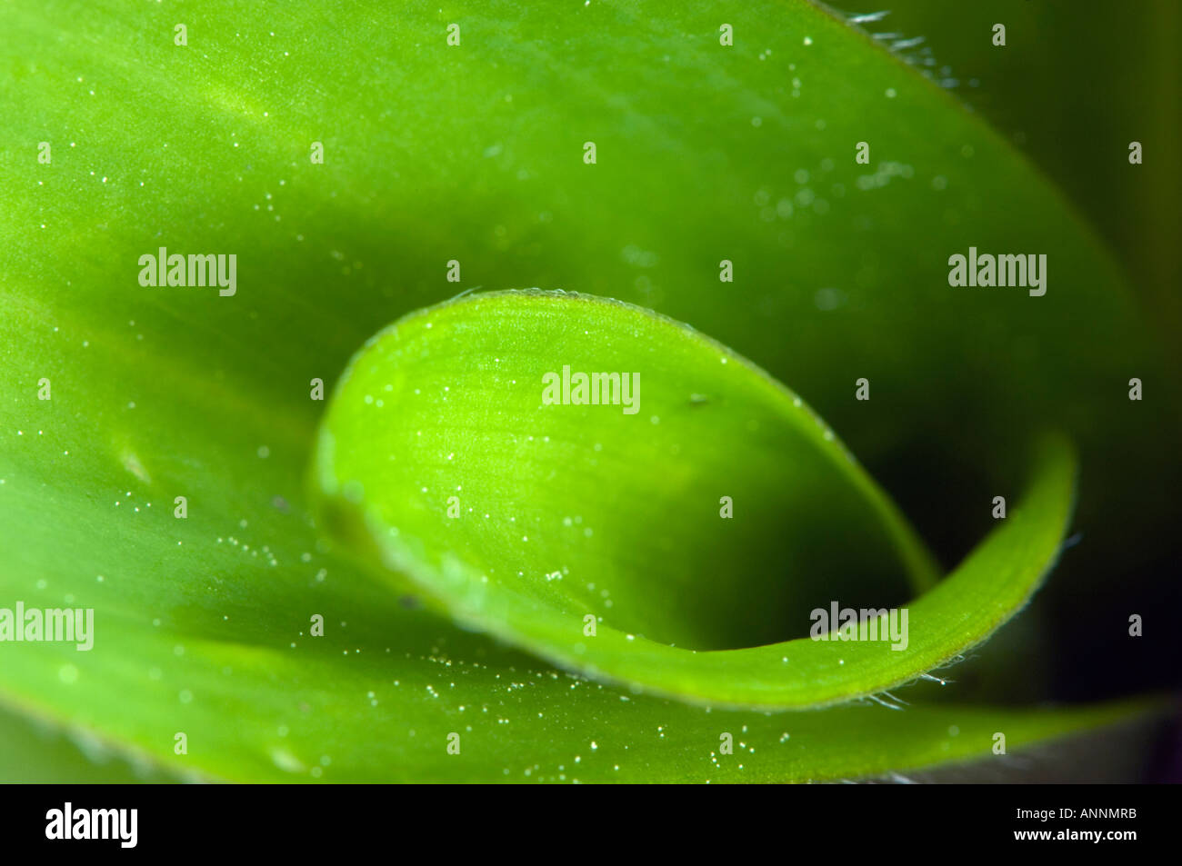 Blue bead lily (Clintonia borealis) Emerging leaves with raindrops, Greater Sudbury, Ontario, Canada herbaceous foliage horizontal image, Stock Photo