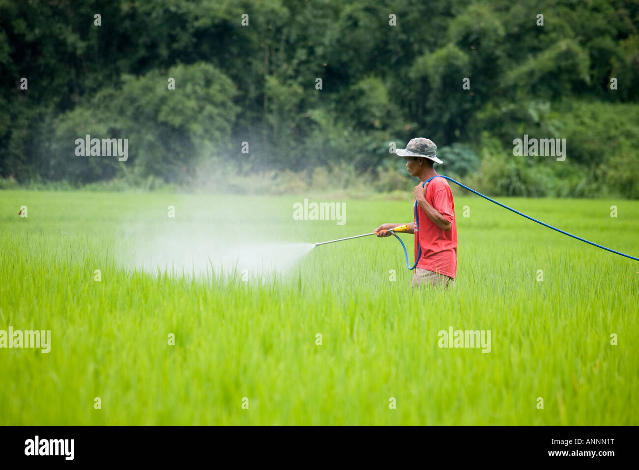 Asian man - farm worker spraying pesticides on Growing Rice in Plantations. Asia Terraced Rice Fields Chiang Mai,Thailand. Stock Photo
