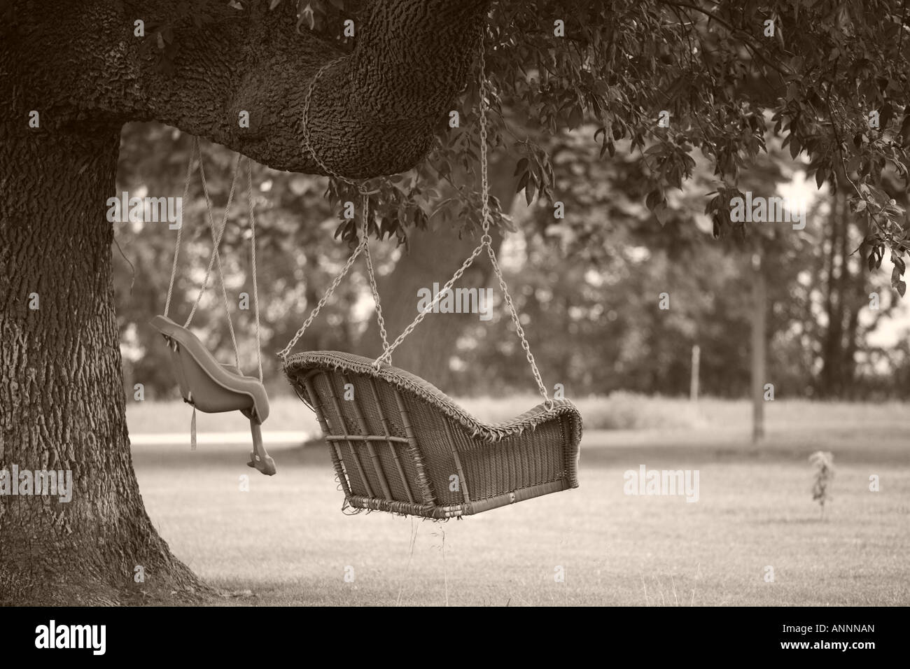 TWO TREE SWINGS ON ONE TREE ONE MADE OF A CHILD S CAR SEAT AND THE OTHER FROM A PART OF A WICKER SOFA Stock Photo