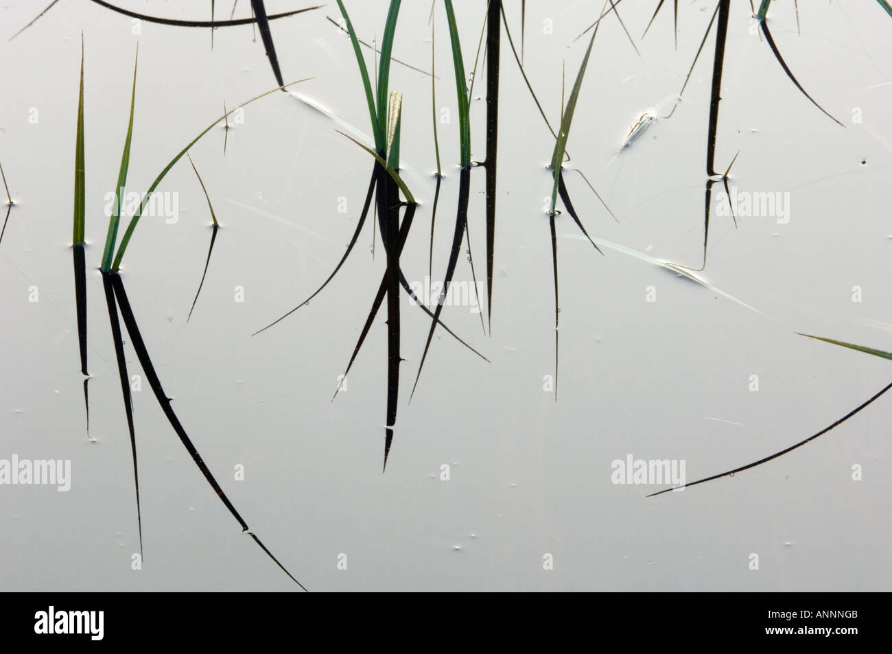 Marsh grasses emerging in pond water, Greater Sudbury, Ontario, Canada Stock Photo