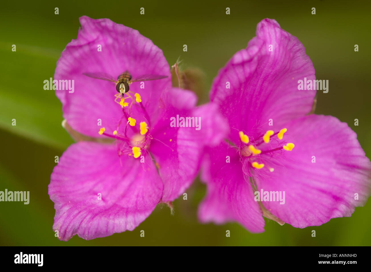 Spiderwort hybrid (Tradescantia andersoniana) Garden flower, Greater Sudbury, Ontario, Canada Stock Photo