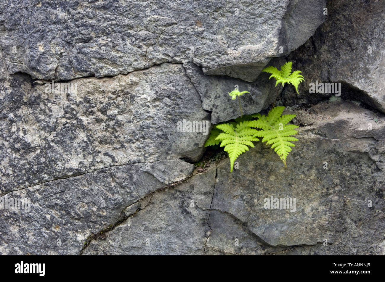 Hayscented fern (Dennstaedtia punctilobula} Small colony on rockface, Greater Sudbury, Ontario, Canada Stock Photo