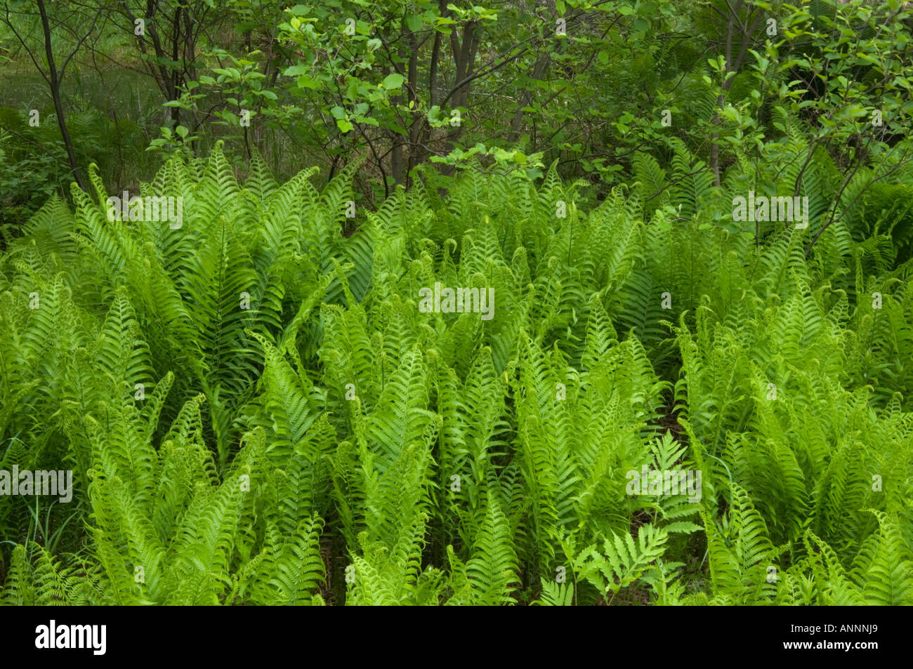 Cinnamon fern (Osmundastrum cinnamomea) Roadside colony, Greater Sudbury, Ontario, Canada Stock Photo