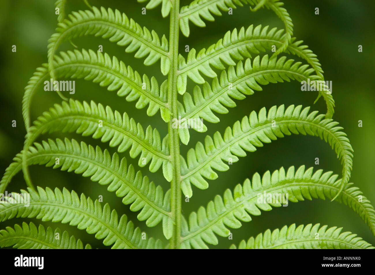 Cinnamon fern (Osmundastrum cinnamomea) Developing frond, Greater Sudbury, Ontario, Canada Stock Photo
