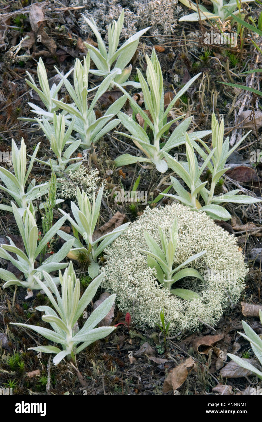 Reindeer lichen (Cladonia rangiferina) With pearly everlasting plants in spring, Greater Sudbury, Ontario, Canada Stock Photo