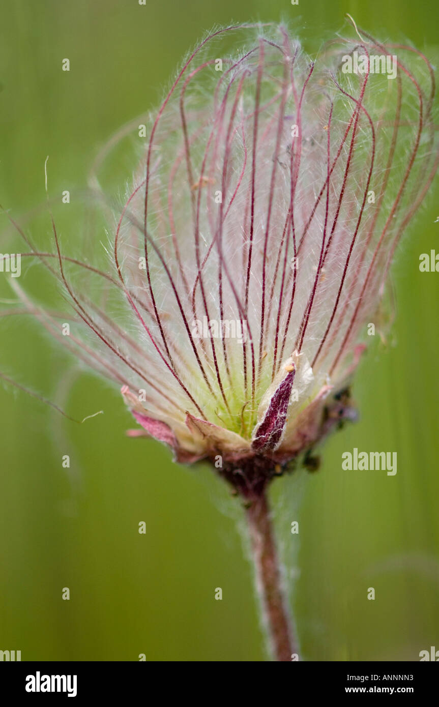 Anemochory Stock Photos & Anemochory Stock Images Alamy