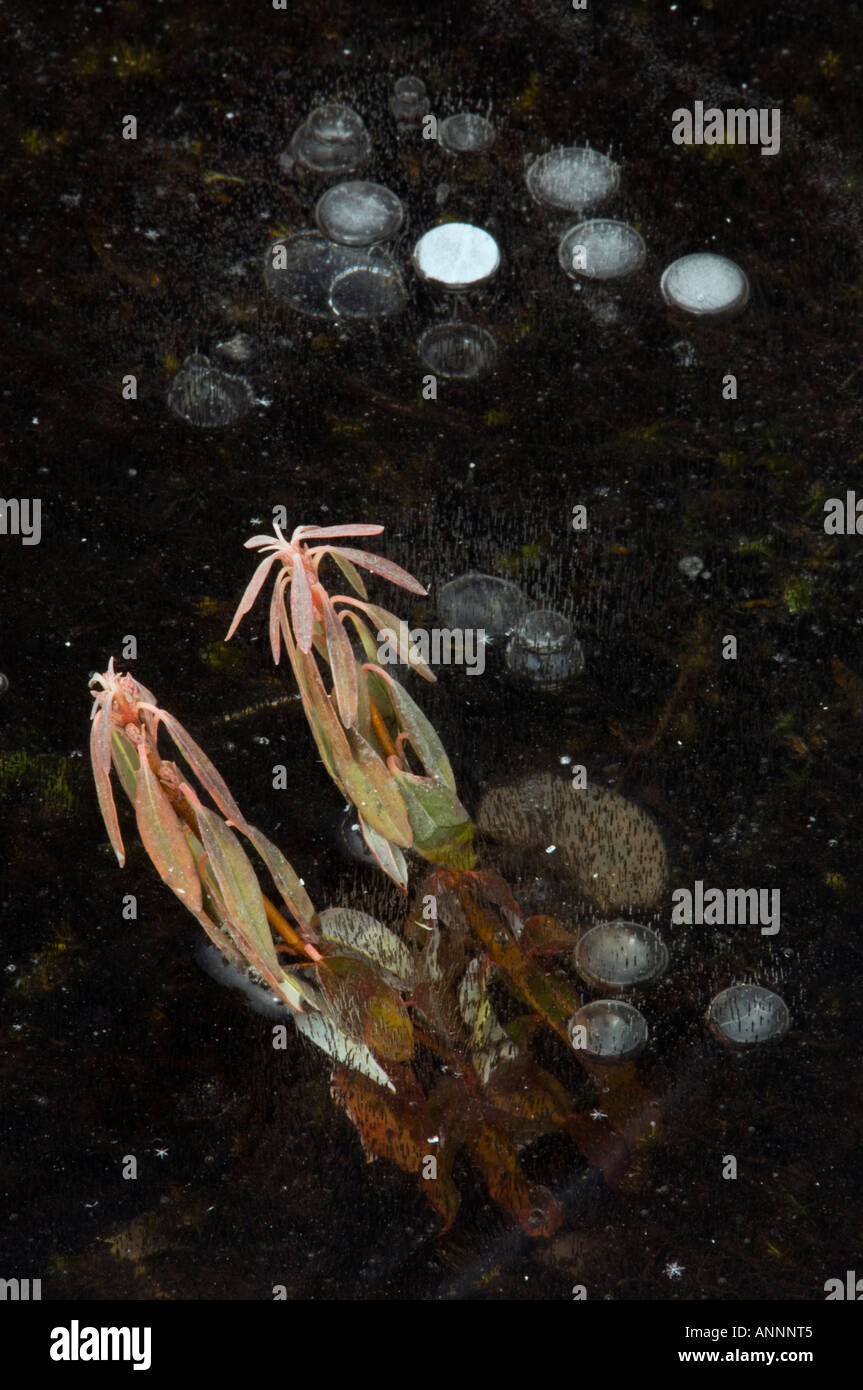 Sheep Laurel (Kalmia Angustifolia) Leaves protruding from ice in frozen vernal pond, Greater Sudbury, Ontario, Canada Stock Photo