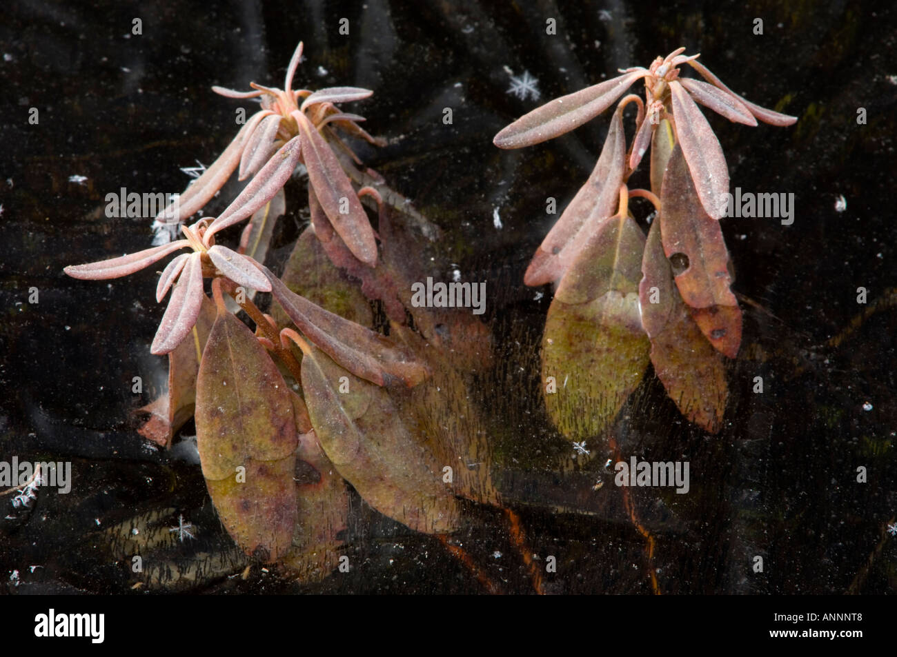 Sheep Laurel (Kalmia Angustifolia) Leaves protruding from ice in frozen vernal pond, Greater Sudbury, Ontario, Canada Stock Photo