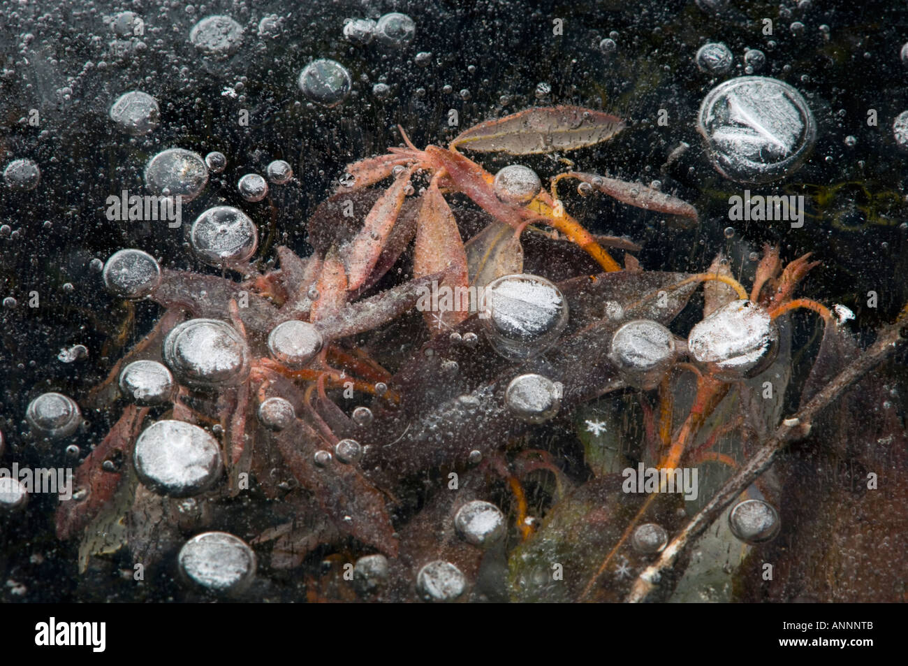 Sheep Laurel (Kalmia Angustifolia) Leaves under ice in frozen vernal pond with bubbles, Greater Sudbury, Ontario, Canada Stock Photo